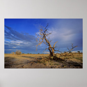 Poster Arbre Épine de Chameau Mort (Acacia Erioloba)