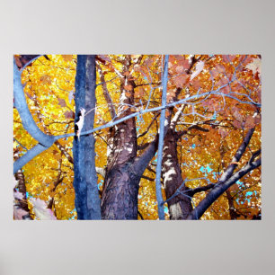 Poster Arbre Érable Feuillage d'automne