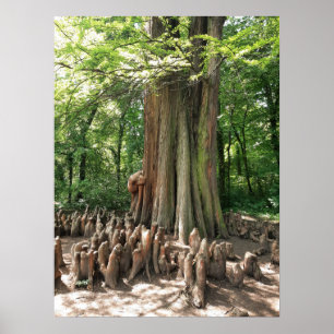 Poster Arbre et racines
