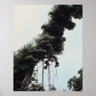 Poster Arbre et vignes dans la jungle