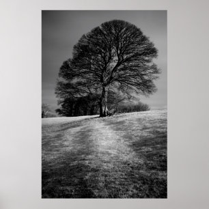 Poster Arbre façonné par le vent