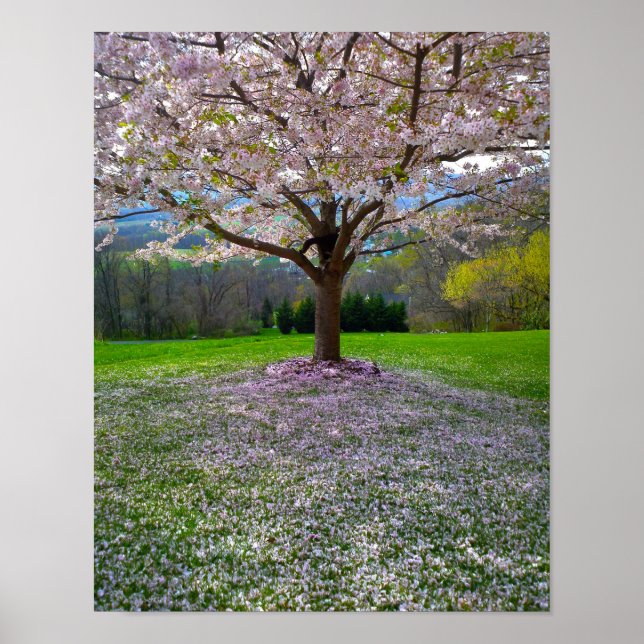 Poster Arbre fleuri rose cerisier avec bois (Devant)