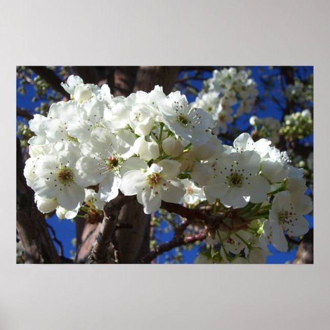 Poster Arbre Fleurissant aux Fleurs Blanches II Printemps (Devant)