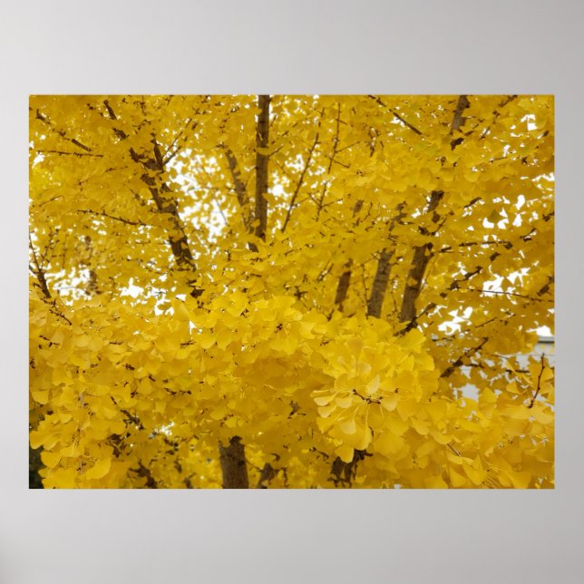 Poster Arbre Gingko en Automne (Devant)