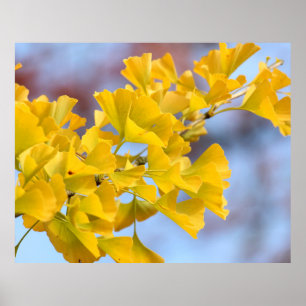 Poster Arbre Ginkgo Feuille jaune