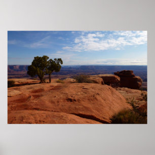 Poster Arbre hors des rochers rouges I à Canyonlands