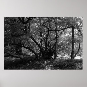 Poster Arbre inhabituel, Bute Park, Cardiff, Pays de Gall