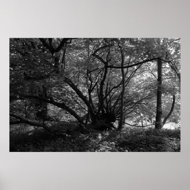 Poster Arbre inhabituel, Bute Park, Cardiff, Pays de Gall (Devant)