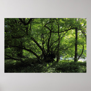 Poster Arbre inhabituel, Bute Park, Cardiff, Pays de Gall