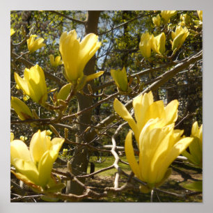 Poster Arbre jaune de Magnolia