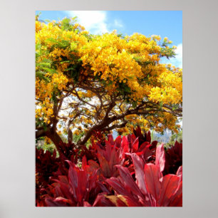 Poster Arbre jaune de Poinciana et usines rouges de Ti