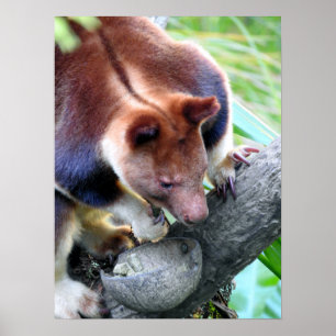Poster Arbre Kangaroo