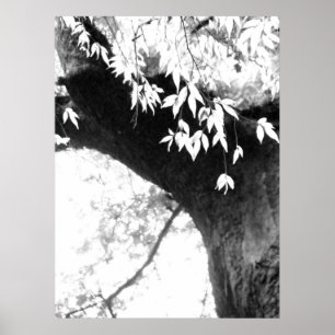 Poster Arbre l toujours nature l photographie