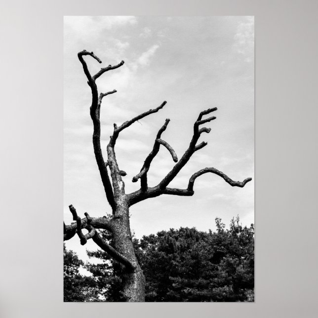 Poster arbre libre (Devant)