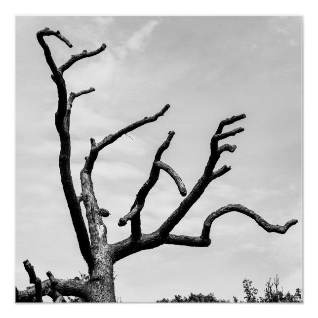 Poster arbre libre (Devant)