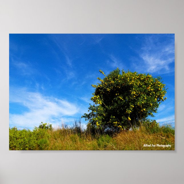 Poster Arbre Mandarin Solitaire (Devant)