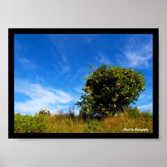 Poster Arbre Mandarin Solitaire (Devant)