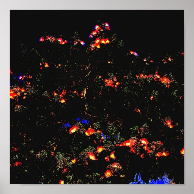 Poster Arbre Mimosa (Devant)