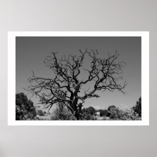 Poster Arbre mort