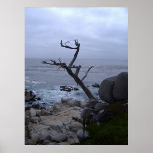 Poster arbre mort de Monterey