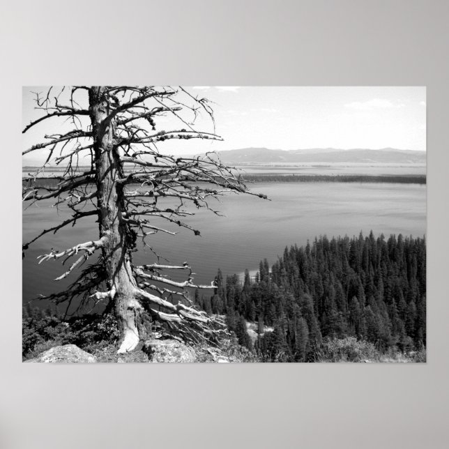 Poster Arbre mort, Jenny Lake, Grand Teton, Wyoming (Devant)
