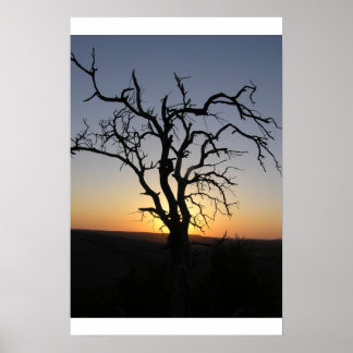 Poster Arbre_Morte_Coucher_Erock