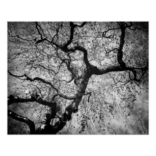 Poster Arbre mystère noir et blanc