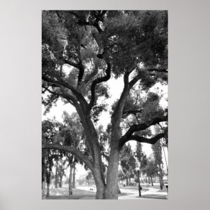 Poster Arbre noir et blanc