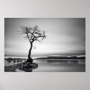 Poster Arbre nu