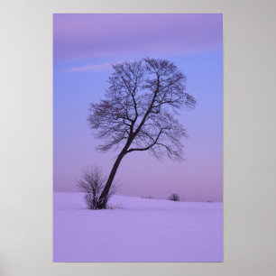 Poster Arbre penché dans un champ enneigé ; Comté de Chip