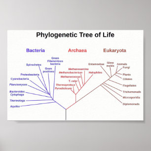 Poster Arbre phylogénétique
