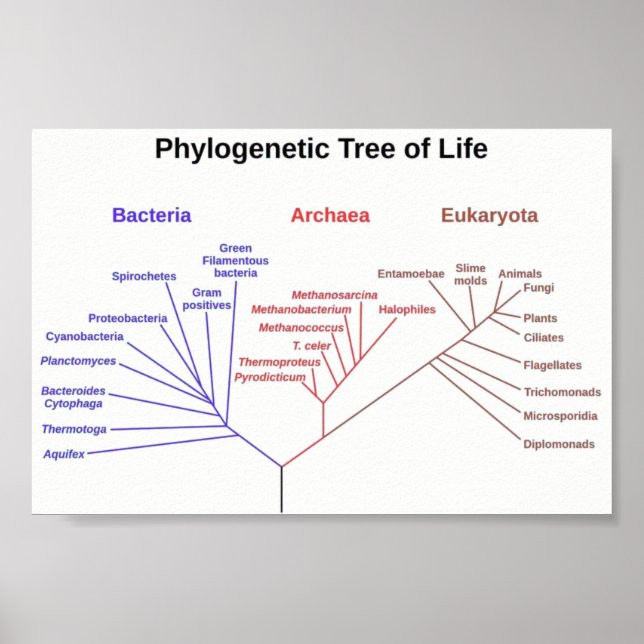 Poster Arbre phylogénétique (Devant)