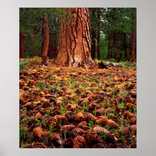 Poster Arbre Ponderosa ancien avec des cônes de pin