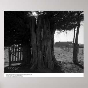 Poster Arbre, porte et grange éloignée, mars 1962