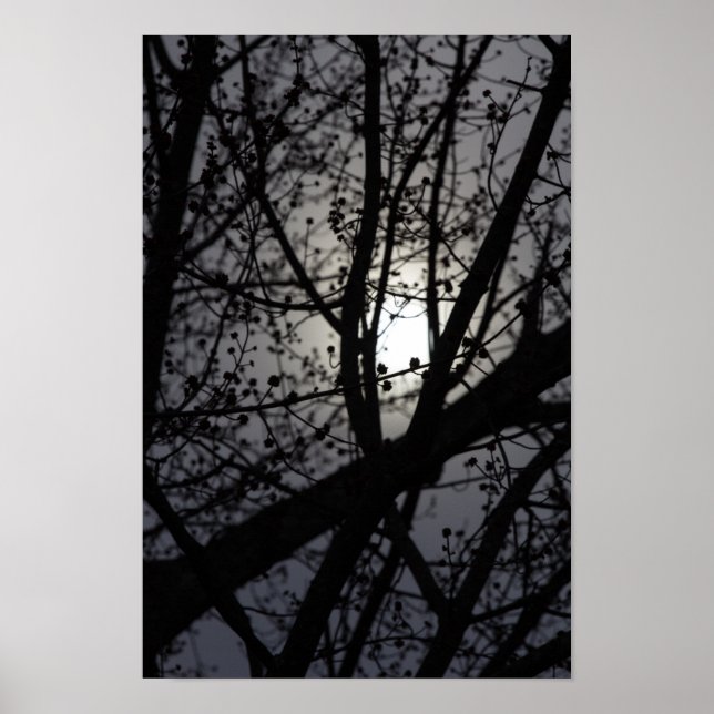 Poster Arbre rétroéclairé (Devant)