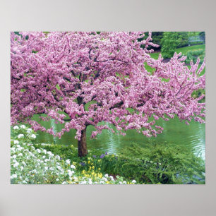 Poster Arbre rose à fleurs sur l'eau
