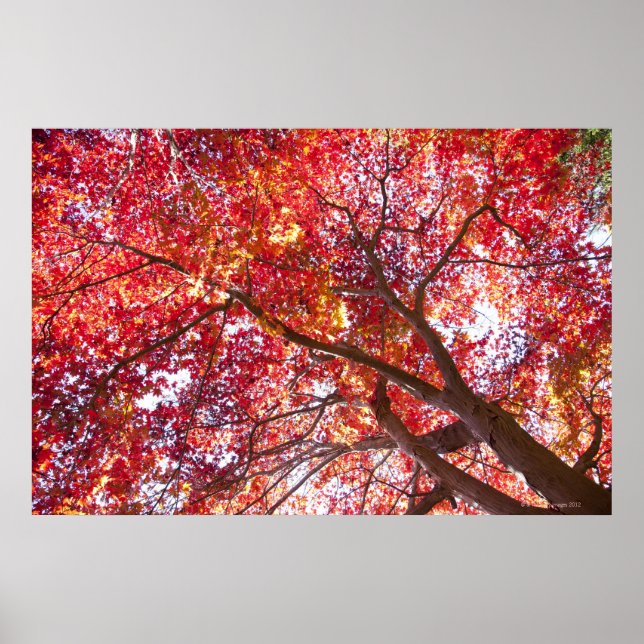 Poster Arbre rouge (Devant)