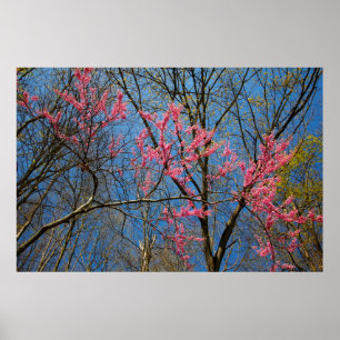 Poster Arbre rouge (Cercis) en floraison au printemps