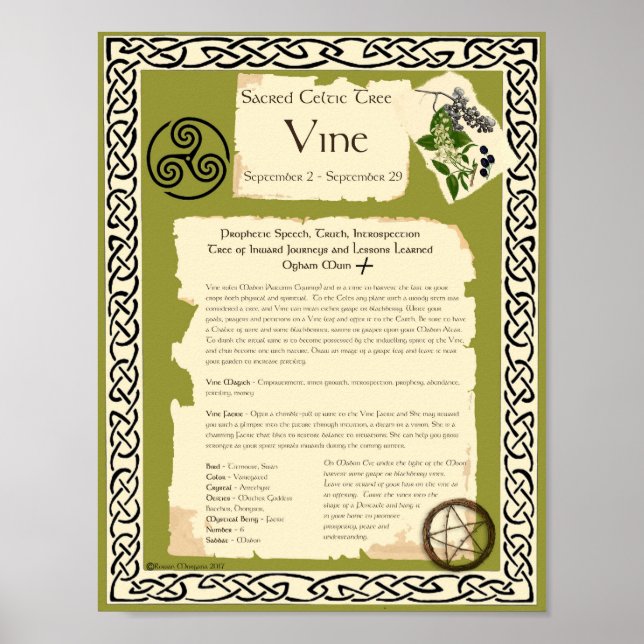POSTER ARBRE SACRÉ CELTIQUE DE VIN (Devant)