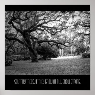 Poster Arbre solitaire