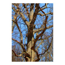 Arbre solitaire en hiver