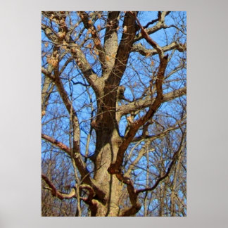 Poster Arbre solitaire en hiver