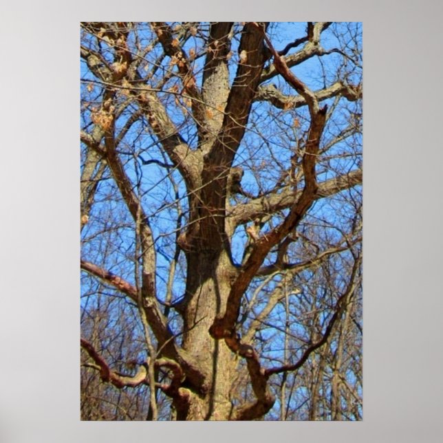 Poster Arbre solitaire en hiver (Devant)