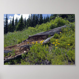 Poster Arbre Tombé et Fleurs Sauvages de Montagne