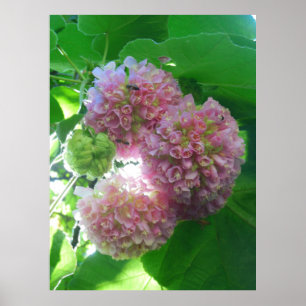 Poster Arbre tropical d'hortensia