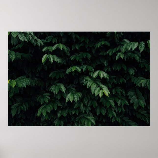 POSTER ARBRE VERT (Devant)
