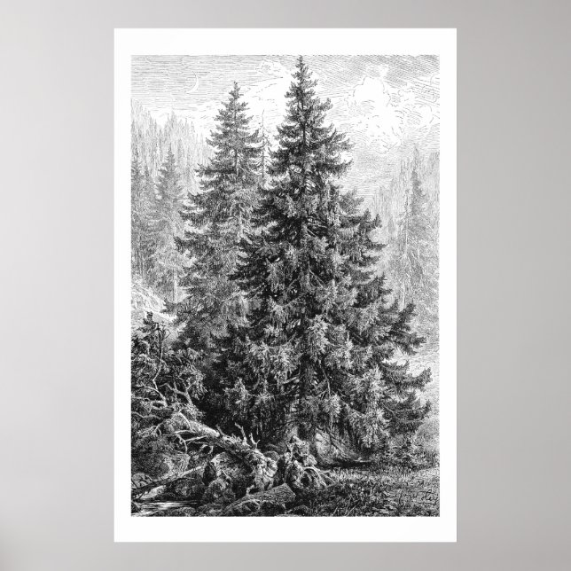 Poster Arbre vintage des années 1800 Épinette européenne  (Devant)