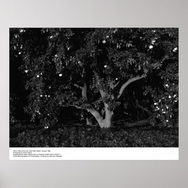Poster Arbres à agrumes au lever du soleil, janvier 1966, (Devant)