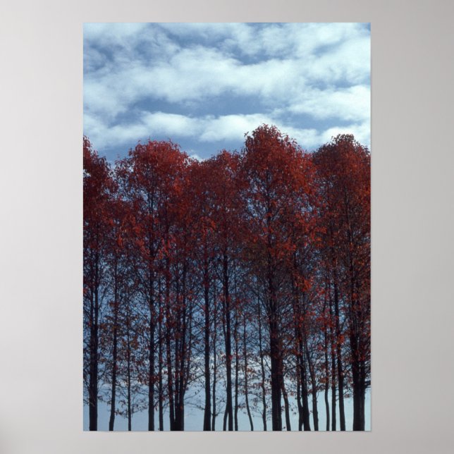 Poster Arbres à bois d'ouris photo (Devant)