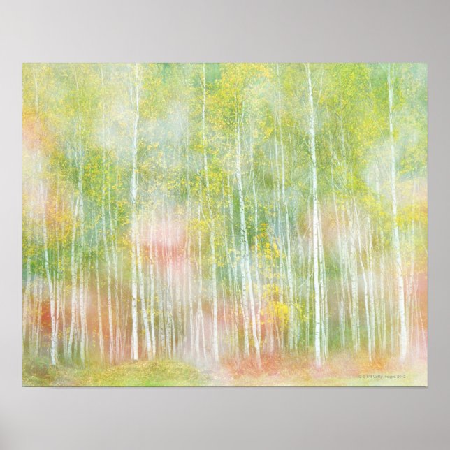 Poster Arbres à bouleaux argentés (Devant)